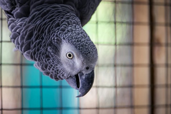 Cage pour chiens de grandes tailles : critères de choix et modèles incontournables