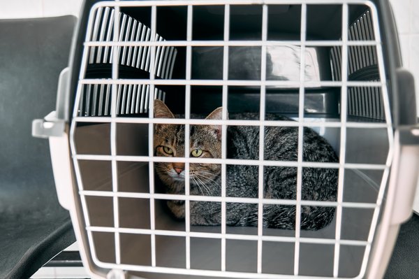 Transport d'animaux : options fiables et agréables pour vos compagnons