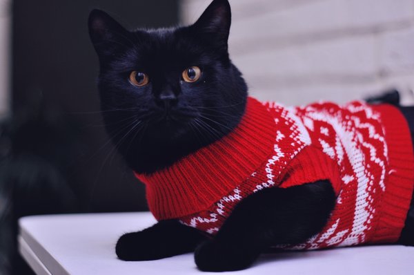 Créer un environnement équilibré : délimitez les espaces pour votre chat